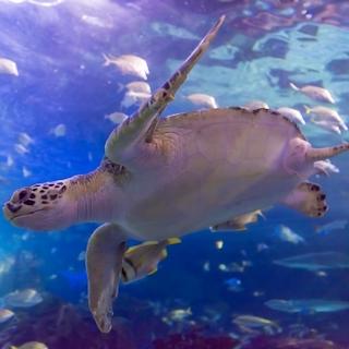 Sea turtle, presumably in aquarium tank