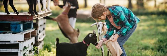 girl feeding a goat on the farm