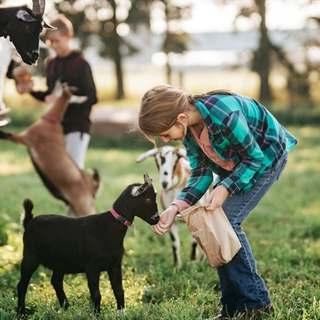 young girl feeding a goat on a farm