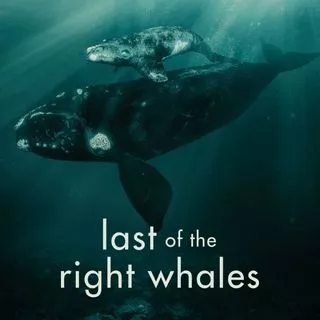Last of the Right whales poster
