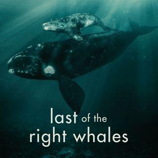 Last of the Right whales poster