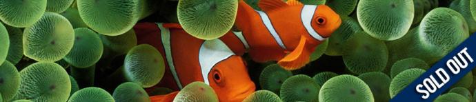 Clown fish in coral reef with text overlay "SOLD OUT"