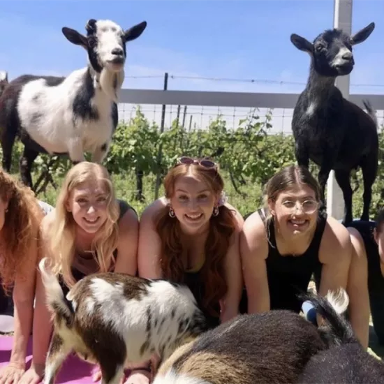 5 people bent over with two goats on their backs