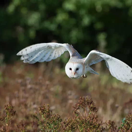 image of flying, white owl
