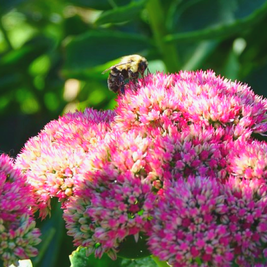bee on flower image by jstoner22 via Pixabay