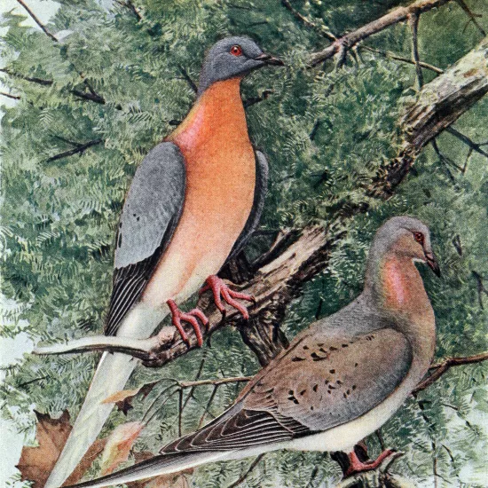 passenger pigeons