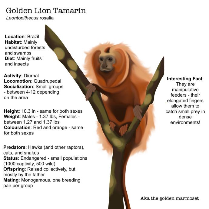 golden lion tamarin in tree surrounded by facts about the animal