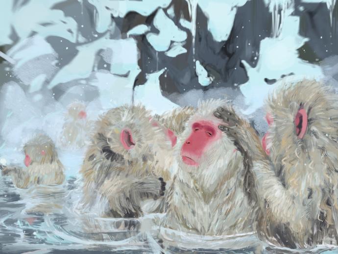 Japanese macaques grooming each other in a hot springs with snow and rock in background