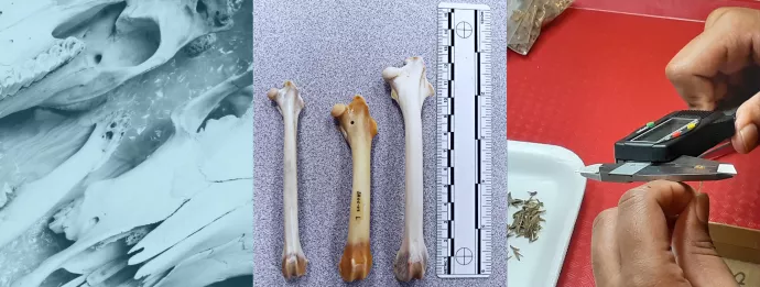 faunal bones