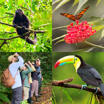 primate in tree, butterfly on flower, toucan on tree branch, people observing through binoculars