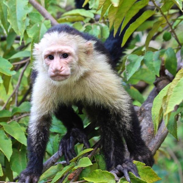 Panamanian white-faced capuchin. Photo courtesy of Pixabay.