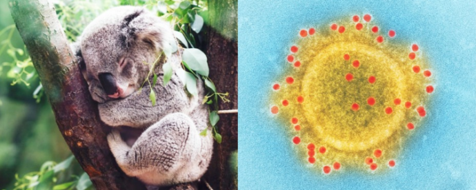 koala sleeping in tree and virus particle close up