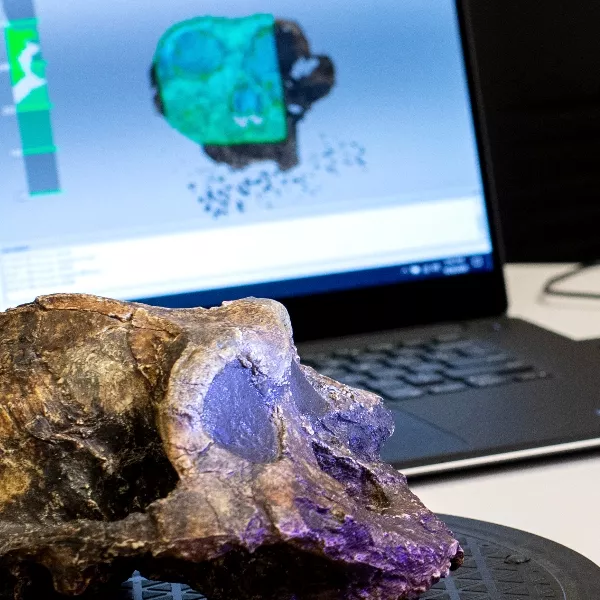 specimen of primate skull with computer screen in background