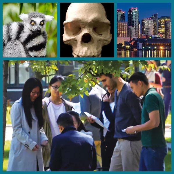 Collage of a lemur, a skull, a city skyline at night, and a group of students talking outside on the UTM campus.