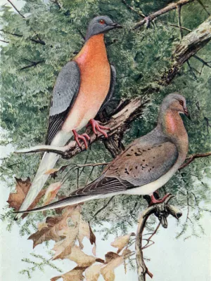 passenger pigeons