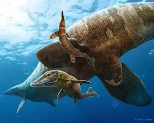 Mosasaurs, giant swimming marine lizards