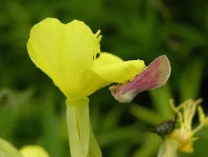 insect on an evening primrose