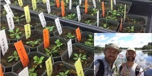 plant seedlings with an inset picture of Marc Johnson and Conner Fitzpatrick