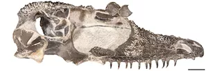 Temnospondyl skull