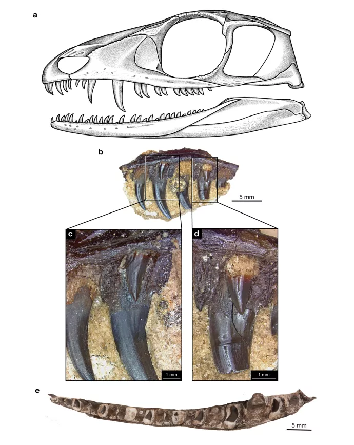 Permian hypercarnivore suggests dental complexity among early amniotes