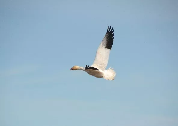arctic goose flying