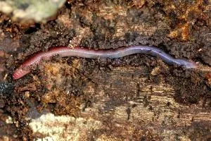 earthworm on the ground