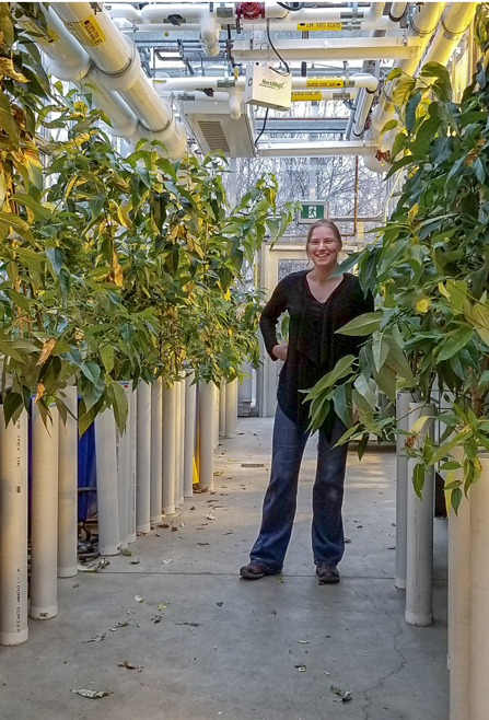 Katharina Braeutigam in the research greenhouse