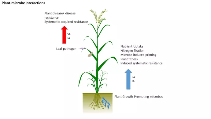  Plant-microbe Interactions and Plant Immunity 