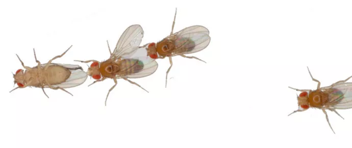 Drosophila
