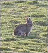 rabbit in a field of grass