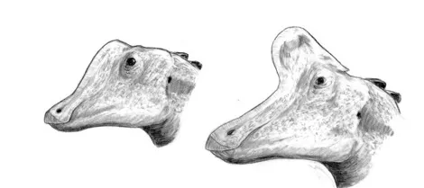 juvenile lambeosaurine dinosaur