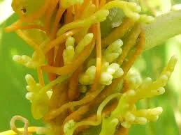 parasitic plant genus Cuscuta