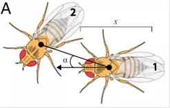 Drawing of Drosophila melanogaster