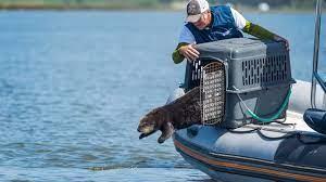 Otter released