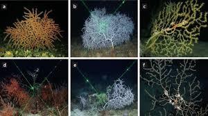 deep water corals