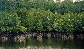 mangrove Lin