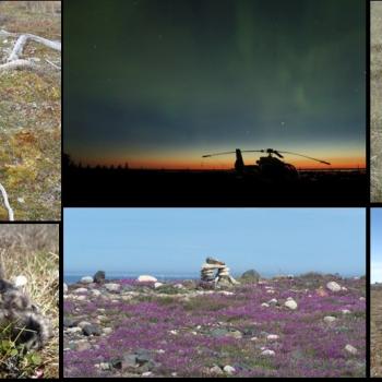 collage of Pictures from Arctic