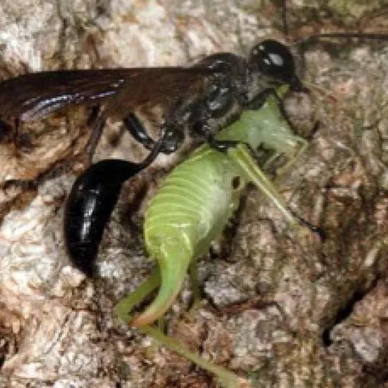 wasp preying on a female cricket