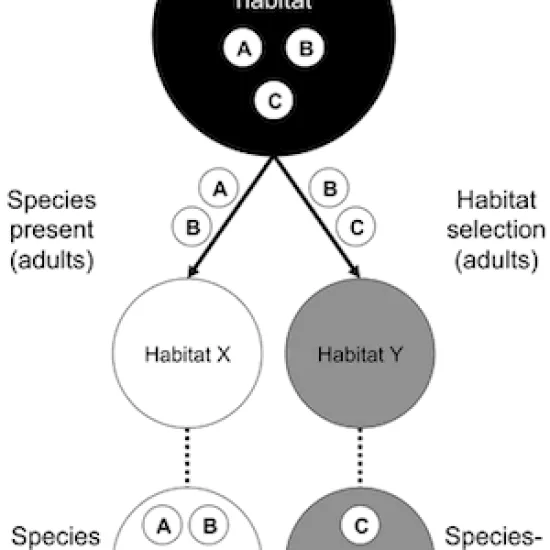 diagram showing adult dragonfly habitat selection