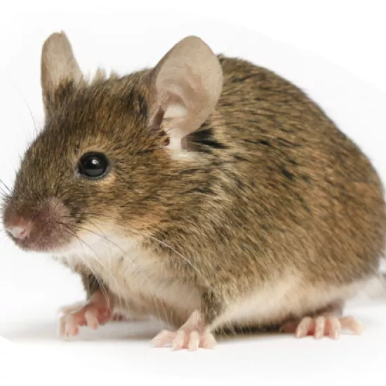 a brown mouse