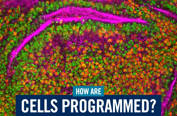 how are cells programmed