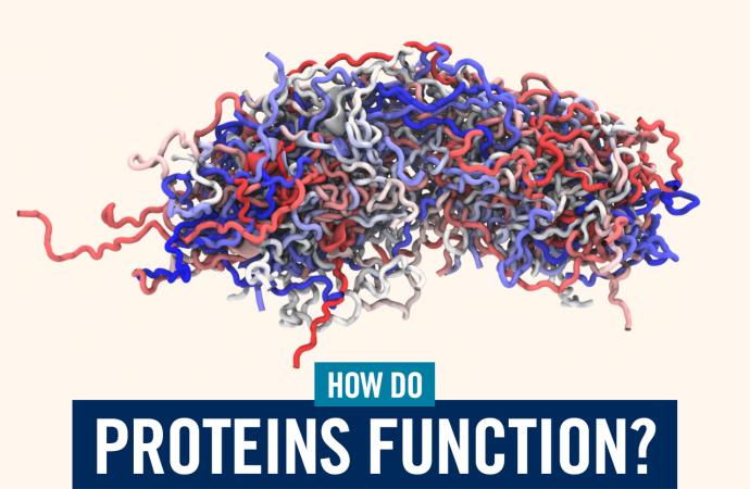 How do proteins function?