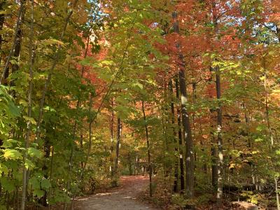 Fall foliage on the Sawmill Valley Trail near UTM