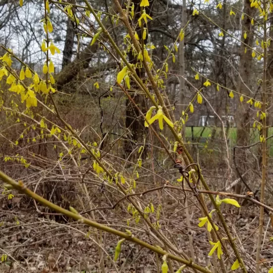 Early spring blossoms of yellow forsythia