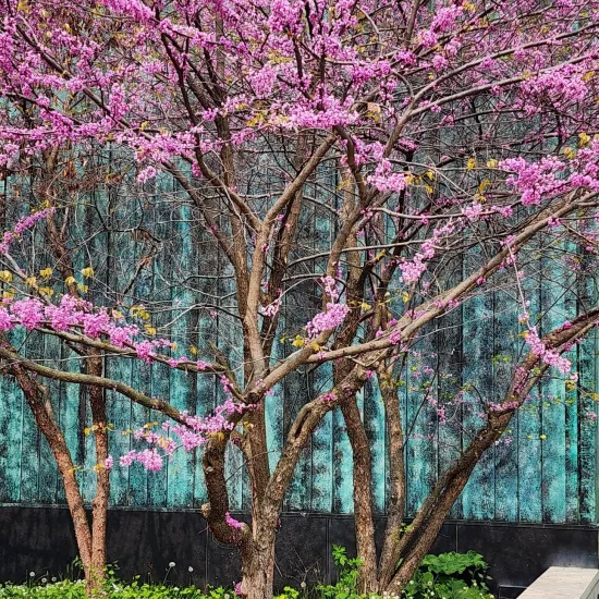 Spring flowering trees at the corner of Instructional Building
