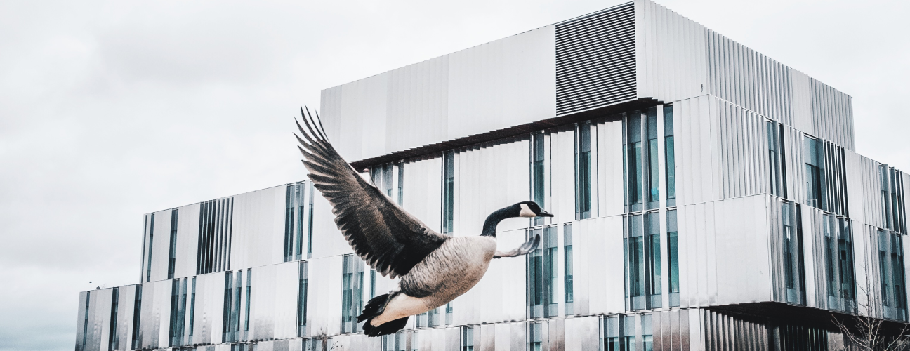 UTM Geese flying over Health Sciences Complex