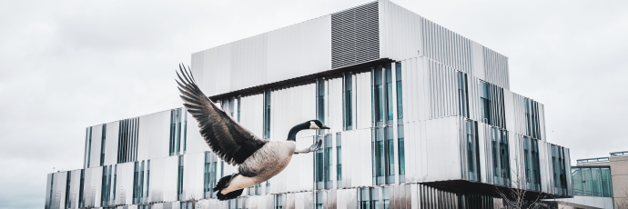 UTM Geese flying over Health Sciences Complex