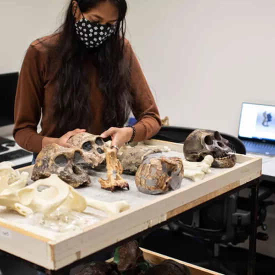 Student with various skulls on a desk in a lab