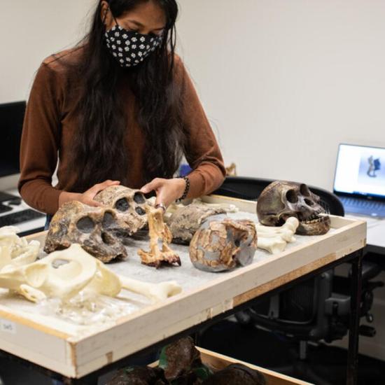 Student with various skulls on a desk in a lab