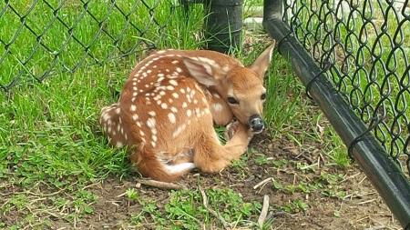 A spotted fawn lying curled up in the grass